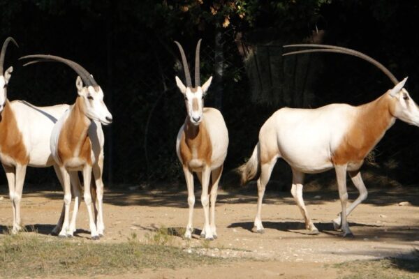 From Agadir: Souss Massa National Park Tour