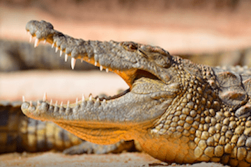 Crocodile Parc Tour from Taghazout
