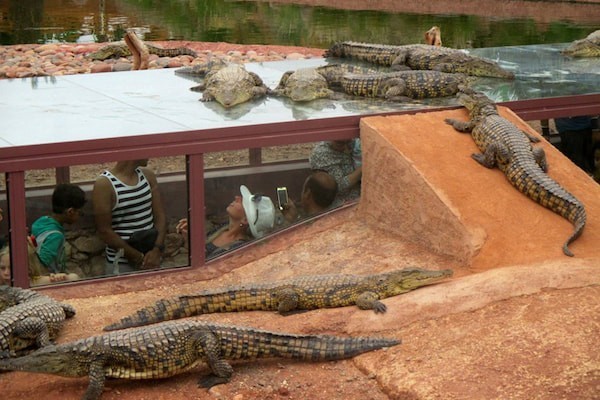 Crocodile Parc Tour from Taghazout