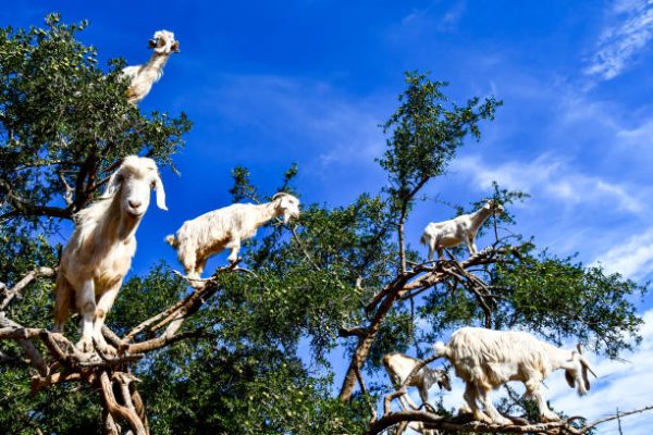 Essaouira And Marrakech Tour From Agadir
