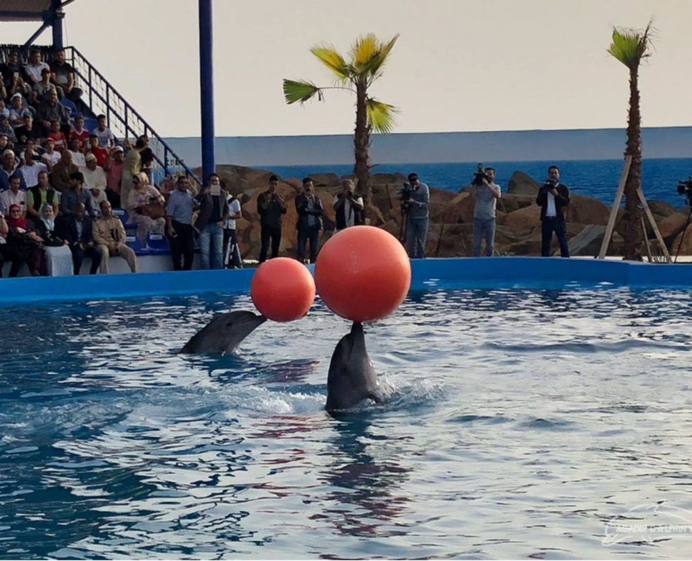 Dolphin World Agadir