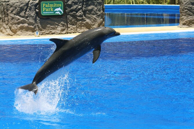 Dolphin World Agadir