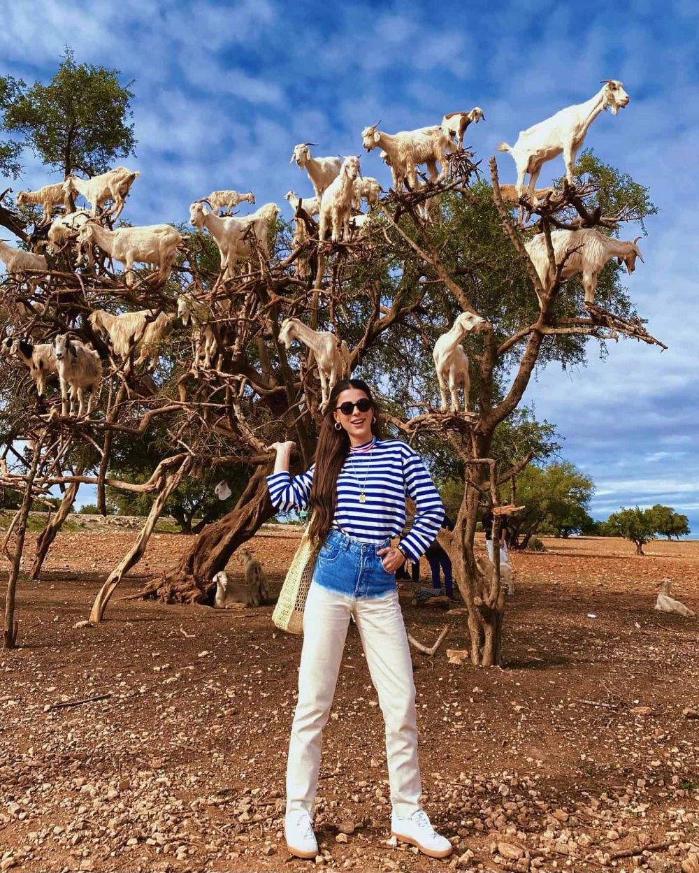 goats on trees trip in agadir
