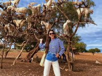 goats on trees trip in agadir