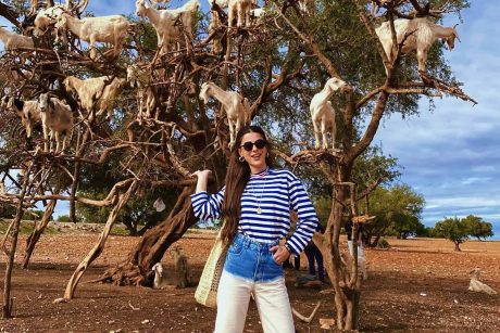 goats on trees trip in agadir