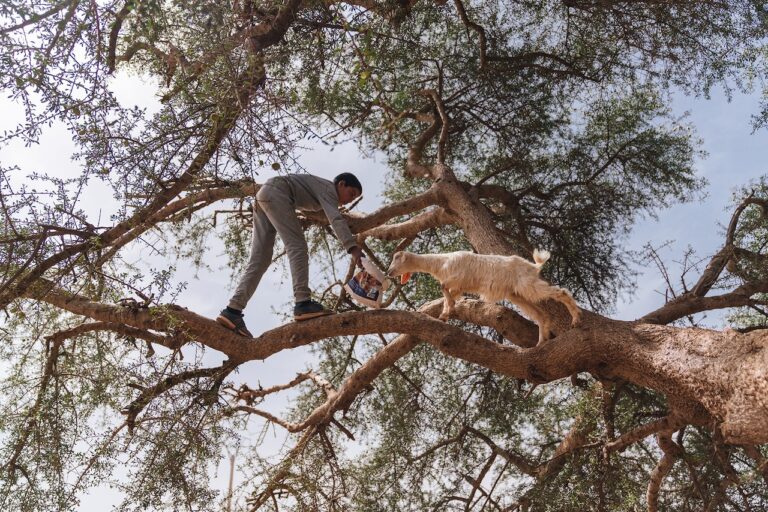 Why do goats climb trees in Morocco? Marocknroll Tours