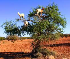 goats on tress in agadir