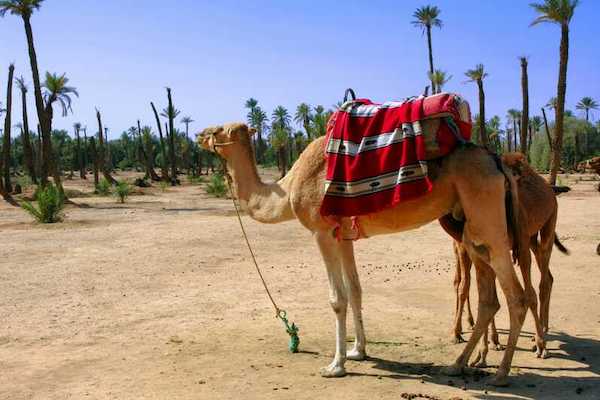 camel ride in agadir