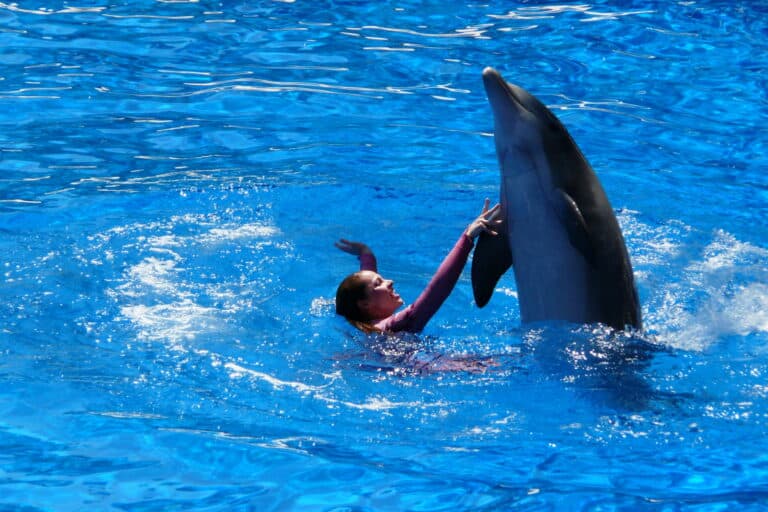 dolphin show in agadir