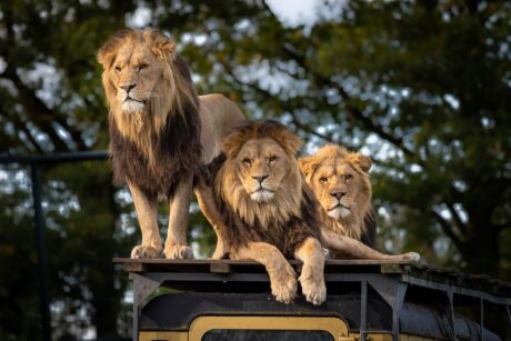 Lions Park In Agadir