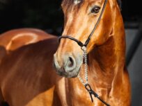 Half Day Horse Ride to the highest peak of agadir with a berber breakfast