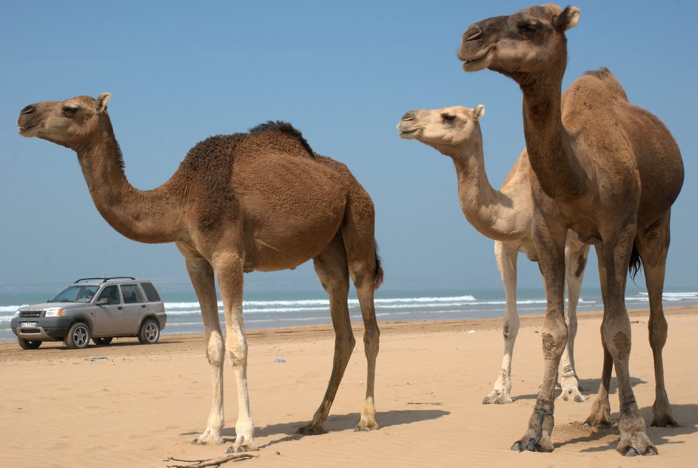 Camel Ride in Essaouira