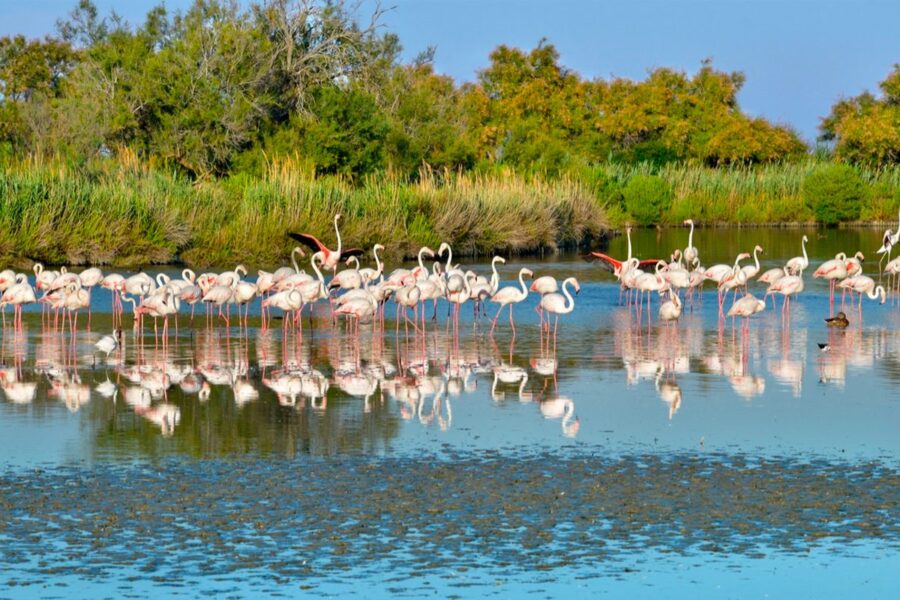  The Vallee des Oiseaux is a bird park located in the heart of Agadir. Here you can see a variety of exotic birds, including parrots, flamingos, and ostriches. There is also a small zoo where you can see animals such as monkeys and turtles.