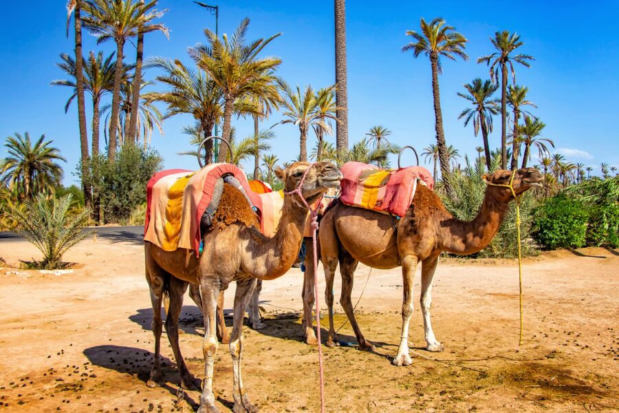 Camel Ride in Tamraght: Things To Do In Tamraght