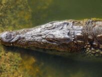 Crocodile Parc Tour from Taghazout