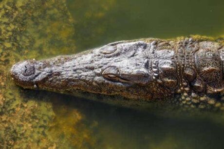 Crocodile Parc Tour from Taghazout