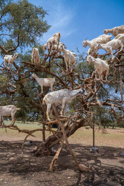 Goats on the Trees Adventure from Taghazout