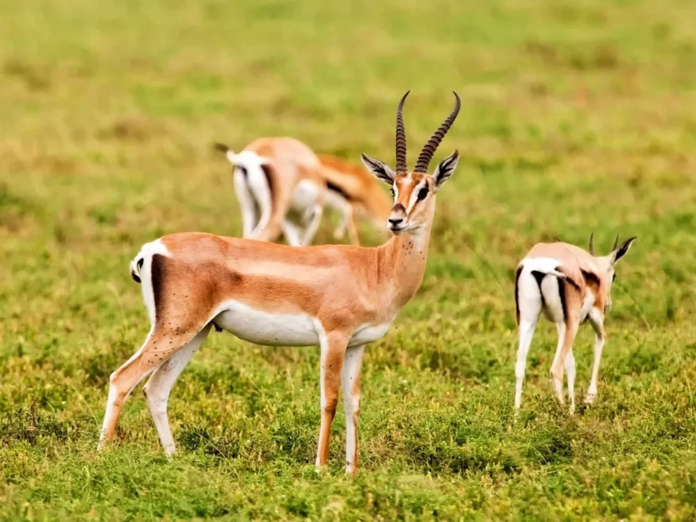 Souss Massa National Park trip