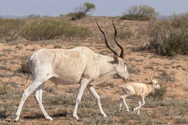 Souss Massa National Park trip