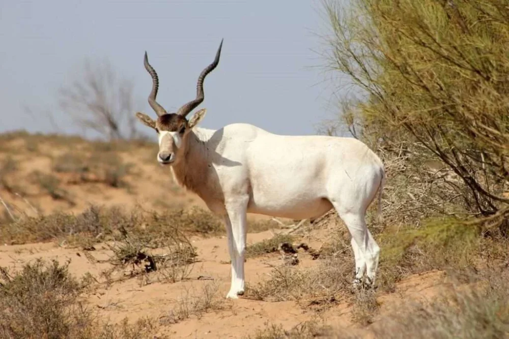 Souss Massa National Park trip