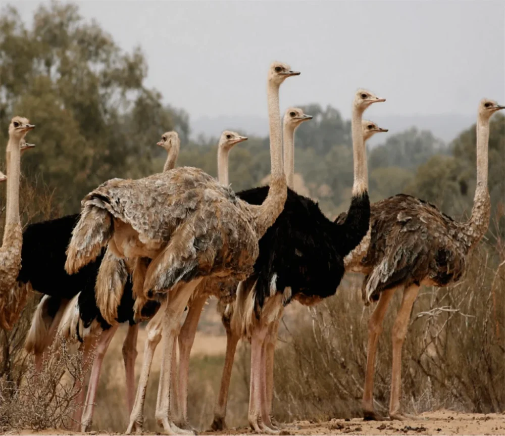 Souss Massa National Park trip