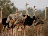 Souss Massa National Park trip