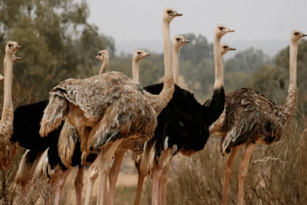 Souss Massa National Park trip