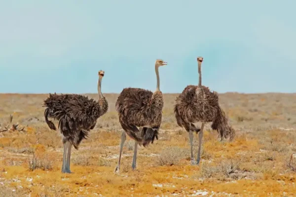 Souss Massa National Park is a protected area located south of Agadir. The park is home to a wide variety of flora and fauna, including endangered species such as the Arabian Oryx, Addax, Dama Gazelle, Ostrich, and Dorcas Gazelle.