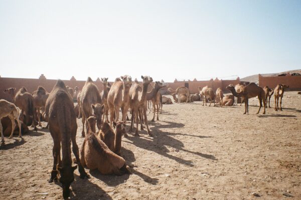 Sahara Tour from Agadir | Overnight Desert Excursion with Legzira Beach 
